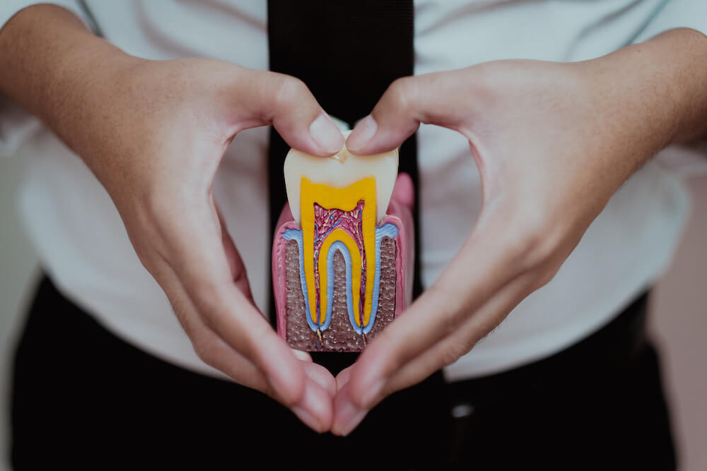 making a heart with hands around root canal model, Endodontist in Bethlehem PA is Best for Root Canals
